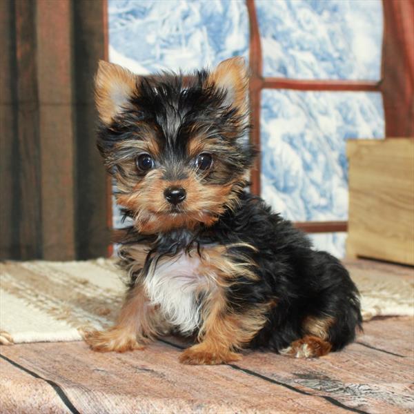 Yorkshire Terrier-DOG-Male-Black / Tan-5341-Petland Fort Walton Beach, FL