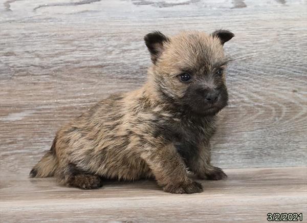 Cairn Terrier-DOG-Male-Wheaten-859-Petland Fort Walton Beach, FL