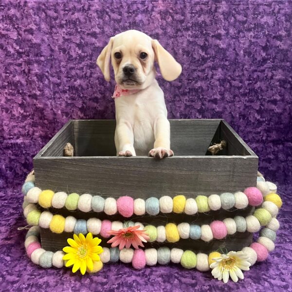 Puggle DOG Male Fawn 5352 Petland Fort Walton Beach, FL