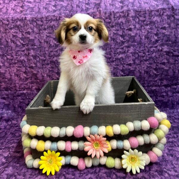 Papillon-DOG-Male-Sable & White-5354-Petland Fort Walton Beach, FL