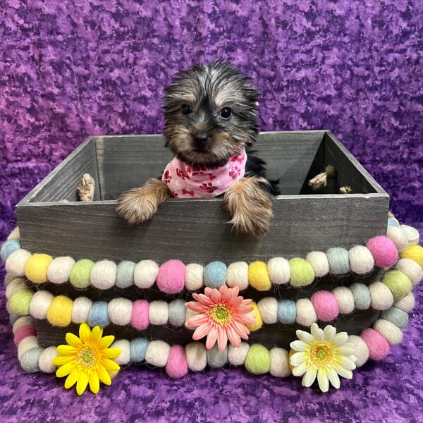 Silky Terrier-DOG-Female-Black & Tan-5356-Petland Fort Walton Beach, FL