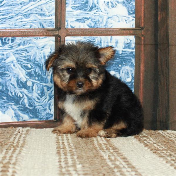 Yorkshire Terrier-DOG-Male-Black / Tan-5376-Petland Fort Walton Beach, FL