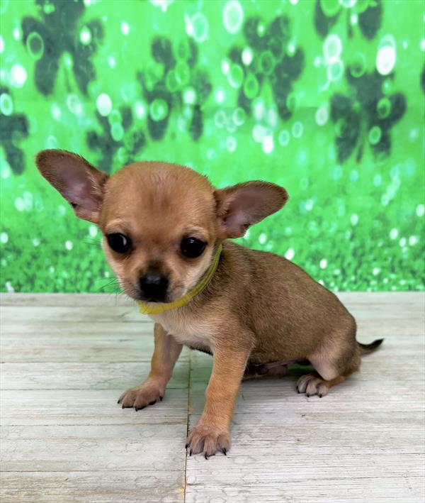 Chihuahua DOG Male Fawn 5405 Petland Fort Walton Beach, FL