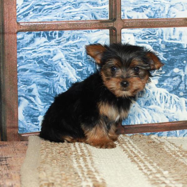 Yorkshire Terrier-DOG-Female-Black / Tan-5407-Petland Fort Walton Beach, FL