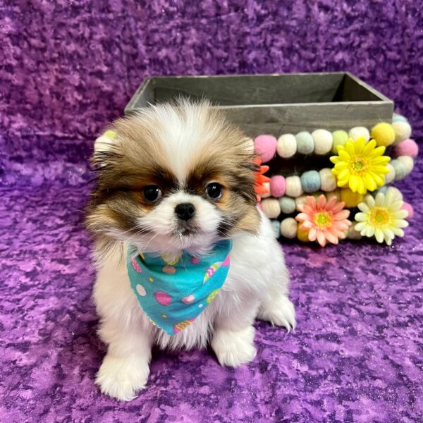 Japanese Chin-DOG-Female-Sable/white-5430-Petland Fort Walton Beach, FL