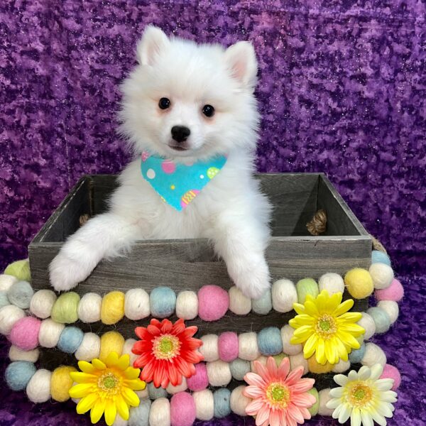 American Eskimo-DOG-Female-White-5431-Petland Fort Walton Beach, FL