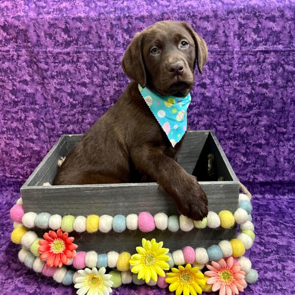 Labrador Retriever-DOG-Female-Chocolate-5419-Petland Fort Walton Beach, FL