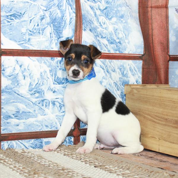 Jack Russell Terrier-DOG-Male-White Black / Tan-5441-Petland Fort Walton Beach, FL