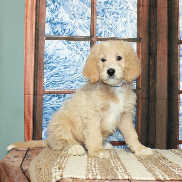 Goldendoodle-DOG-Male-Golden-5442-Petland Fort Walton Beach, FL