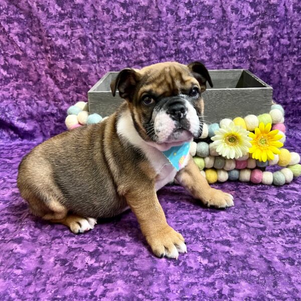 English Bulldog DOG Male brindle 5456 Petland Fort Walton Beach, FL