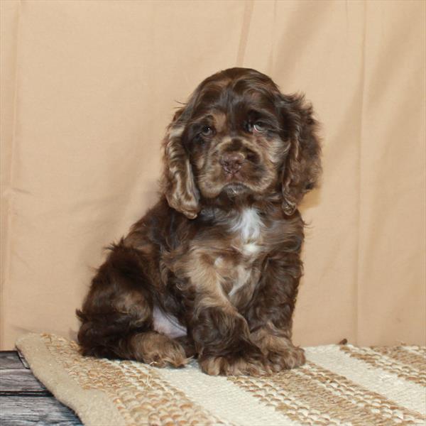 Cocker Spaniel DOG Male Chocolate Roan 5466 Petland Fort Walton Beach, FL