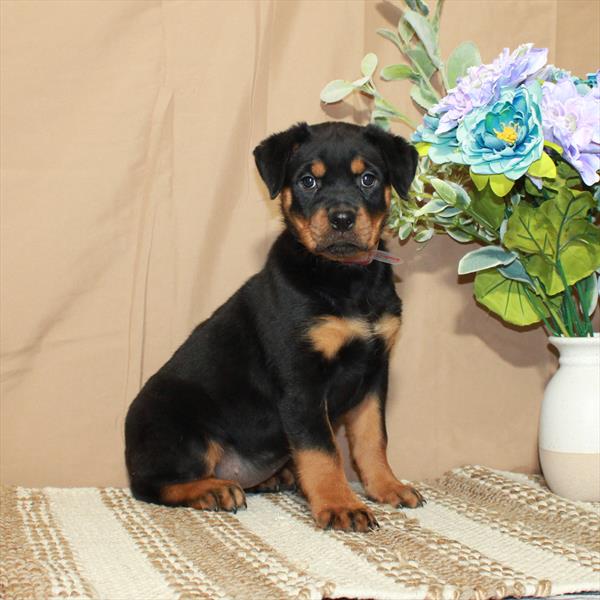 Rottweiler-DOG-Female-Black / Rust-5471-Petland Fort Walton Beach, FL