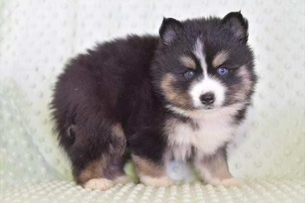 Pomsky-DOG-Female-Black / Tan-5532-Petland Fort Walton Beach, FL