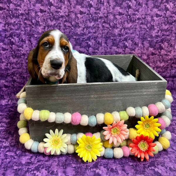 Basset Hound DOG Male Tri-Colored 5542 Petland Fort Walton Beach, FL