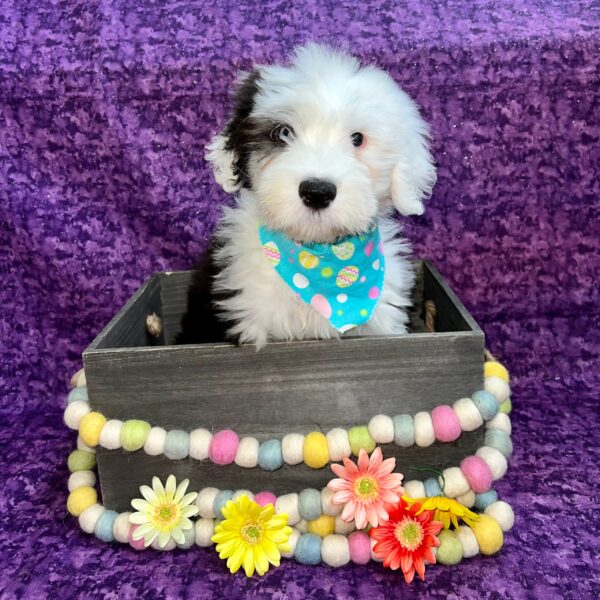 Old English Sheepdog-DOG-Male-Black/White-5492-Petland Fort Walton Beach, FL