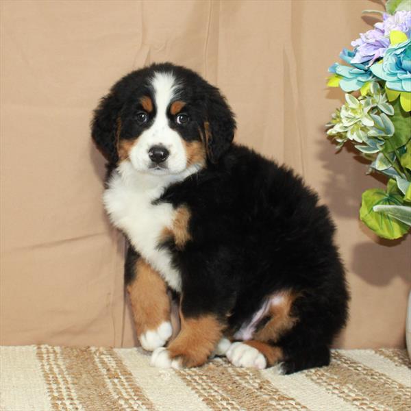 Bernese Mountain Dog-DOG-Male-Black Tan / White-5554-Petland Fort Walton Beach, FL