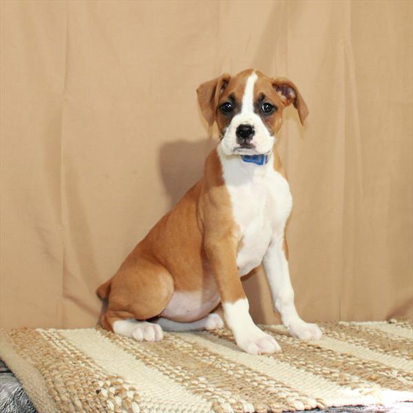 Boxer-DOG-Female-Fawn-5587-Petland Fort Walton Beach, FL