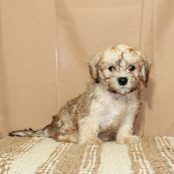 Dandie Dinmont Terrier-DOG-Female-Mustard-5591-Petland Fort Walton Beach, FL