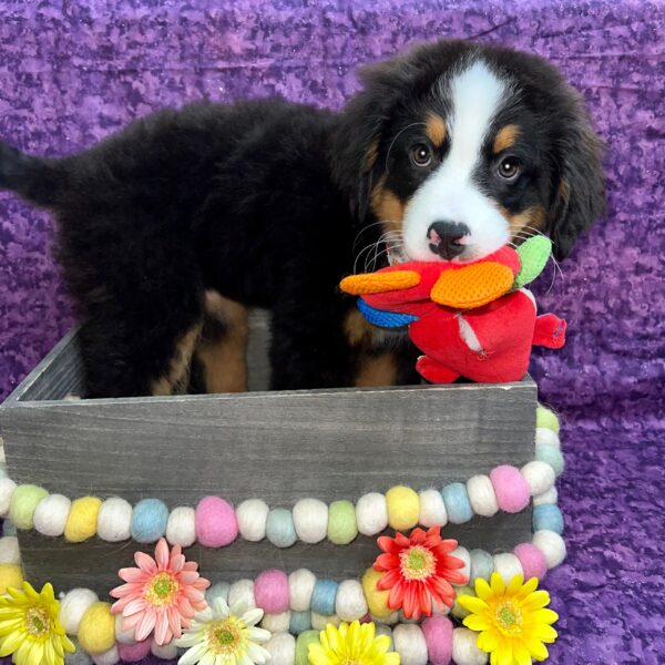 Bernese Mountain Dog-DOG-Female-tri-5491-Petland Fort Walton Beach, FL