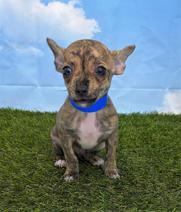 Chihuahua-DOG-Male-Brindle-5627-Petland Fort Walton Beach, FL