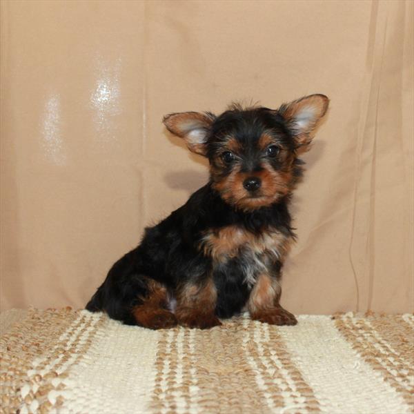 Yorkshire Terrier-DOG-Female-Black / Tan-5628-Petland Fort Walton Beach, FL