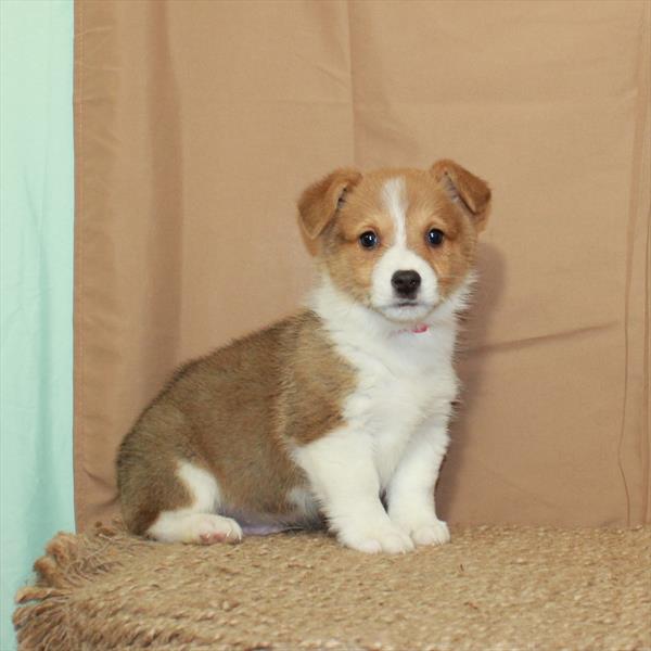 Pembroke Welsh Corgi DOG Male Red / White 5630 Petland Fort Walton Beach, FL