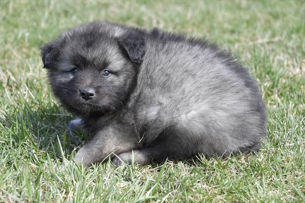 Keeshond-DOG-Male-Black / Silver-5661-Petland Fort Walton Beach, FL