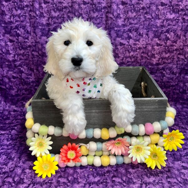 Goldendoodle-DOG-Female-Cream-5654-Petland Fort Walton Beach, FL