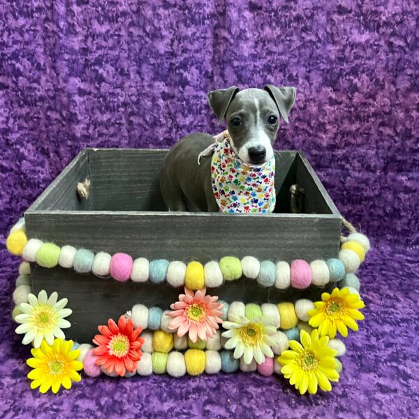 Italian Greyhound DOG Female Blue / White 5655 Petland Fort Walton Beach, FL