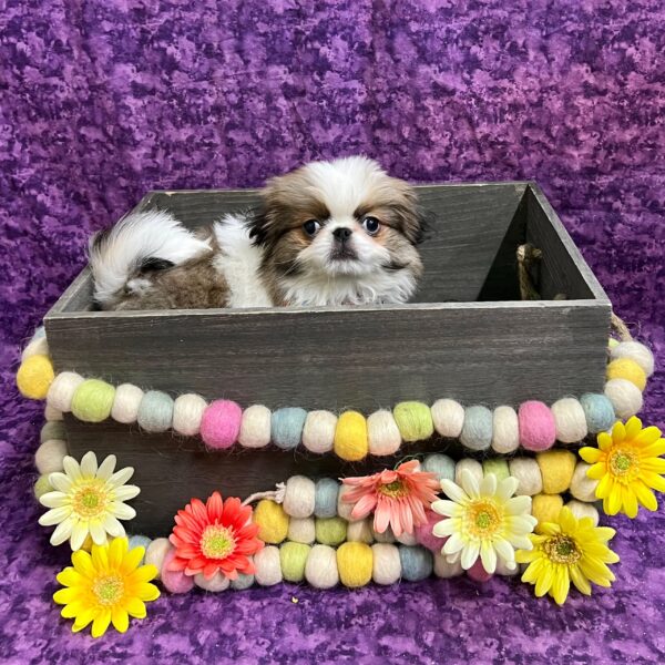 Japanese Chin-DOG-Male-Sable-White-5664-Petland Fort Walton Beach, FL