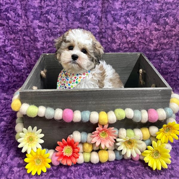 Teddy Bear-DOG-Male-Brown / White-5657-Petland Fort Walton Beach, FL