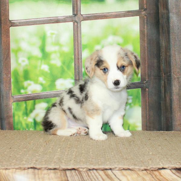 Pembroke Welsh Corgi DOG Female Blue Merle / Tan 5682 Petland Fort Walton Beach, FL