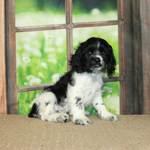 Cocker Spaniel DOG Male White / Black 5683 Petland Fort Walton Beach, FL