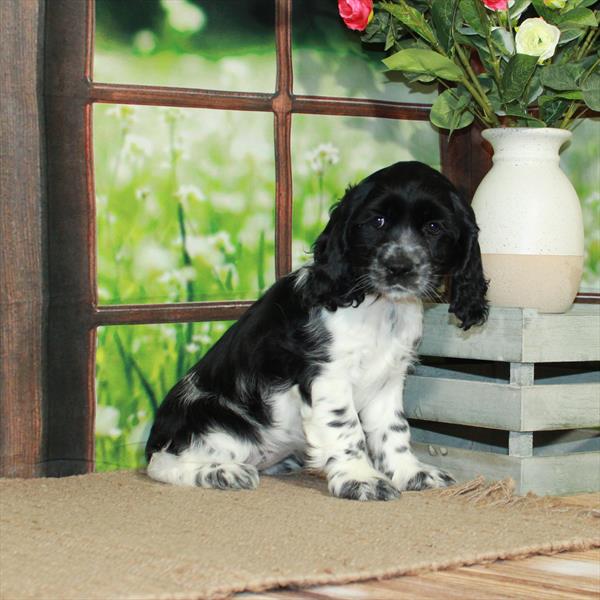 Cocker Spaniel DOG Female White / Black 5684 Petland Fort Walton Beach, FL