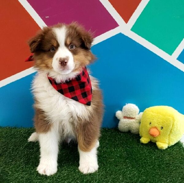 Australian Shepherd-DOG-Male-Red-791-Petland Fort Walton Beach, FL