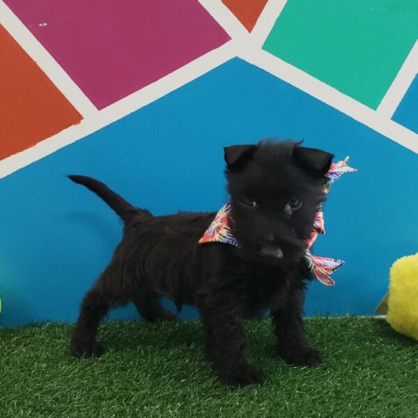 Scottish Terrier DOG Male Black 837 Petland Fort Walton Beach, FL