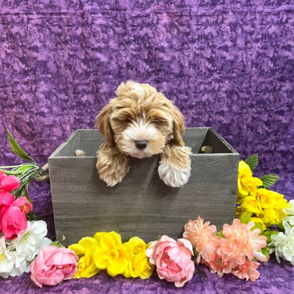 Schnoodle-DOG-Female-Red-5710-Petland Fort Walton Beach, FL