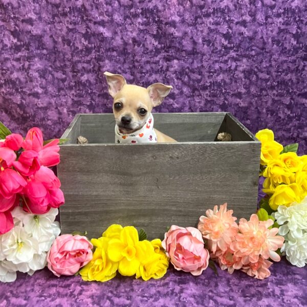 Chihuahua-DOG-Male-Fawn-5713-Petland Fort Walton Beach, FL