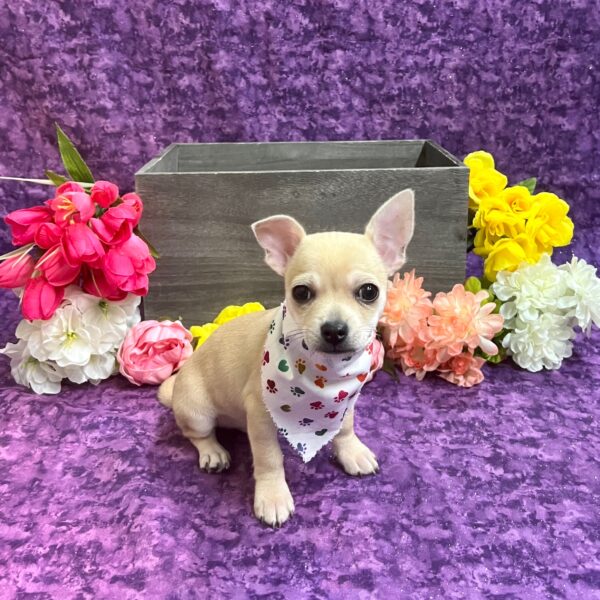 Chihuahua-DOG-Male-Fawn-5714-Petland Fort Walton Beach, FL