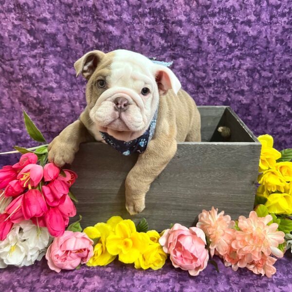 English Bulldog-DOG-Male-Chocolate Fawn-5752-Petland Fort Walton Beach, FL