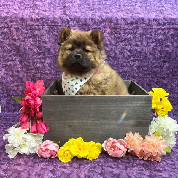 Chow Chow-DOG-Female-Cinnamon-5715-Petland Fort Walton Beach, FL