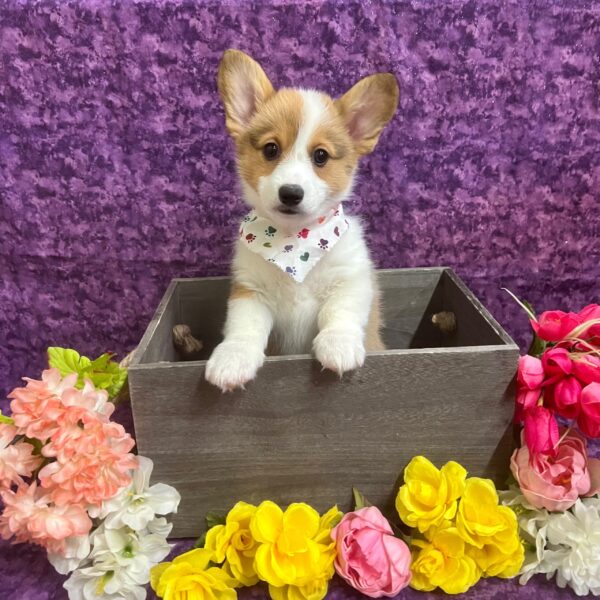 Pembroke Welsh Corgi DOG Female Red / White 5761 Petland Fort Walton Beach, FL