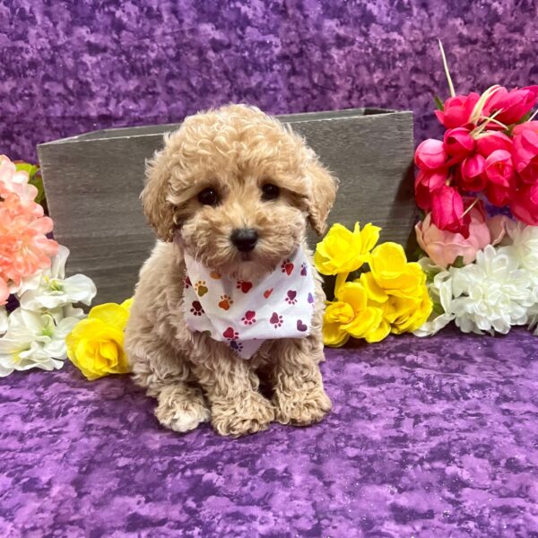 Poodle DOG Female cream 5765 Petland Fort Walton Beach, FL