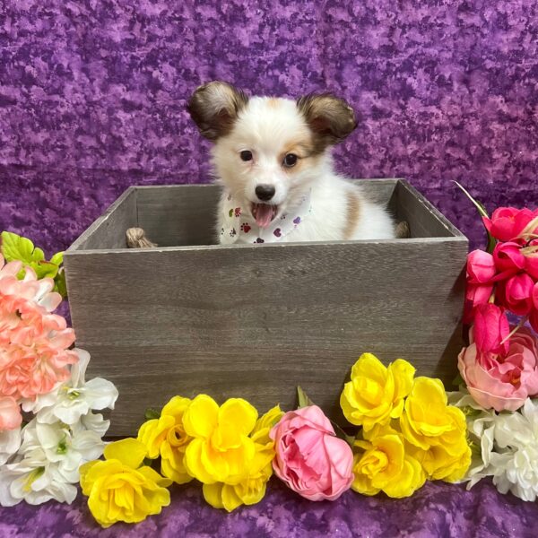 Papillon-DOG-Female-Sable / White-5766-Petland Fort Walton Beach, FL