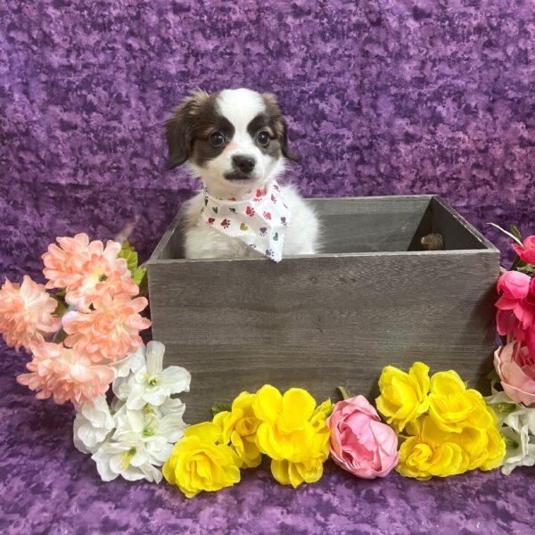 Papillon-DOG-Male-Sable / White-5767-Petland Fort Walton Beach, FL