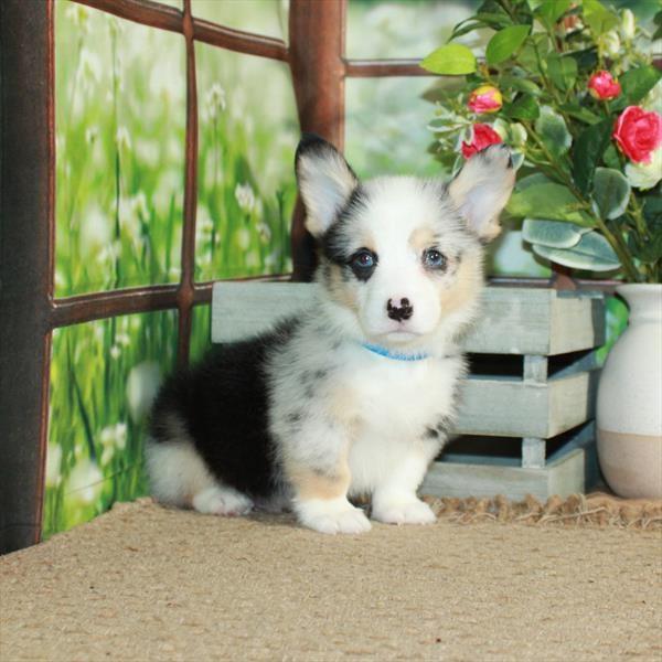 Pembroke Welsh Corgi DOG Male Blue Merle / Tan 5791 Petland Fort Walton Beach, FL