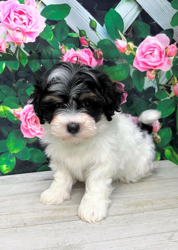 Teddy Bear-DOG-Female-Black White / Tan-5795-Petland Fort Walton Beach, FL