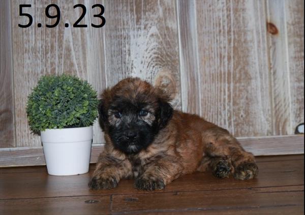 Soft Coated Wheaten Terrier-DOG-Female-Wheaten-5802-Petland Fort Walton Beach, FL