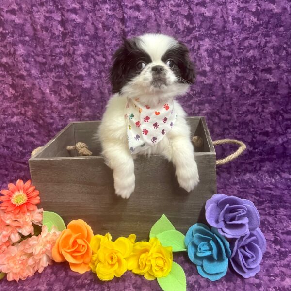 Japanese Chin-DOG-Male-Black-White-5828-Petland Fort Walton Beach, FL