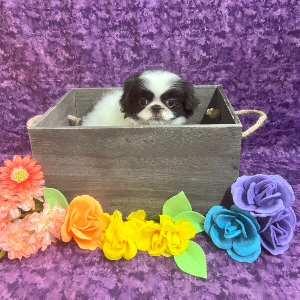 Japanese Chin-DOG-Female-Black-White-5829-Petland Fort Walton Beach, FL